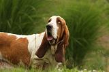 BASSET HOUND 100